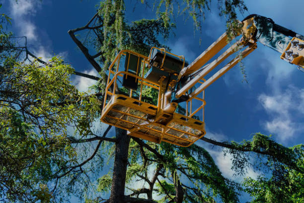 How Our Tree Care Process Works  in  Ruidoso, NM