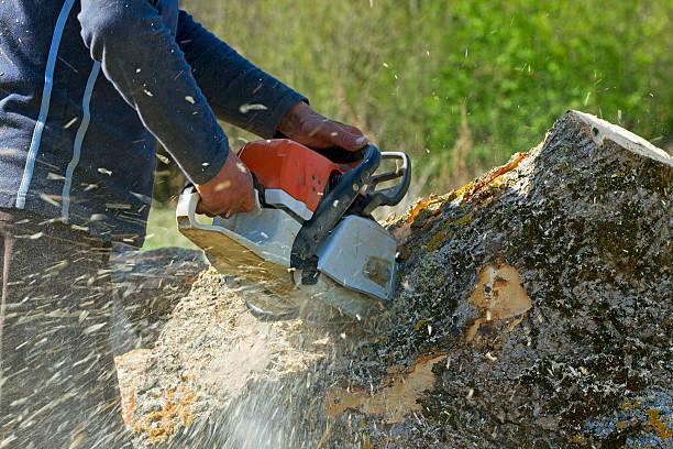 Best Pest Control for Lawns  in Ruidoso, NM